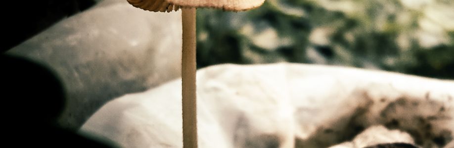 Chaudhari Saurav Cover Image