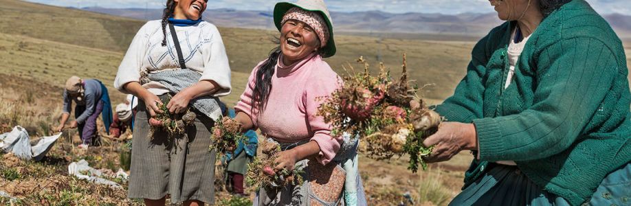 The Maca Team Cover Image