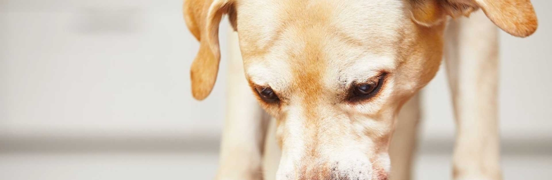 St Marys Pet Haven Cover Image