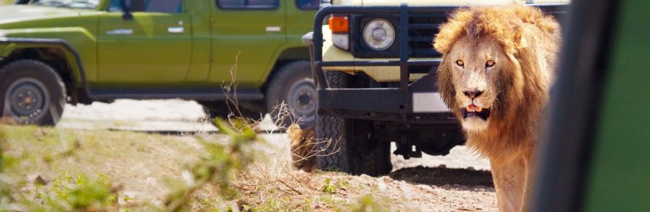 Msangai Adventure Safaris Cover Image