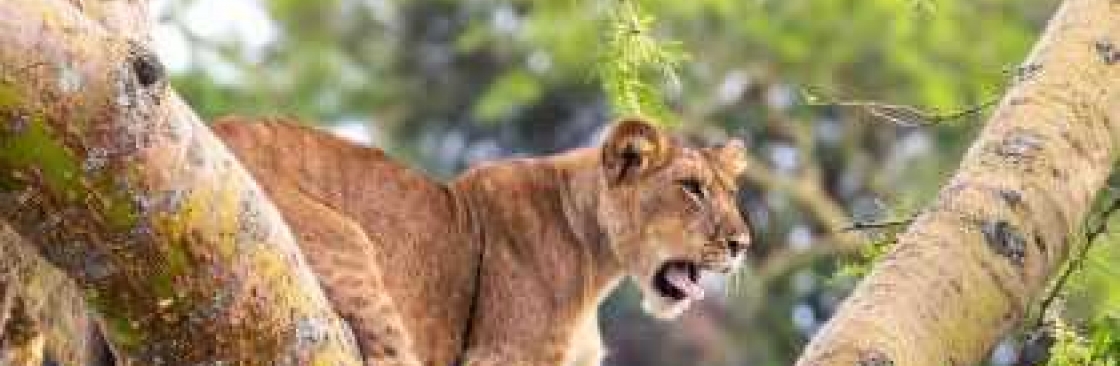 Zoom Tours Uganda Cover Image