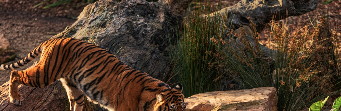 vardhman vacations Cover Image