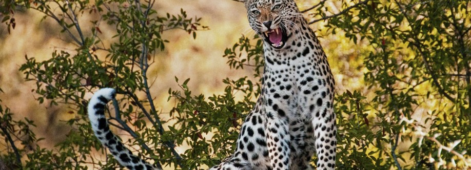 professional House Karen C Nairobi Cover Image