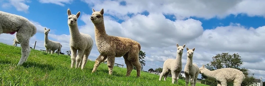 Mourne Alpacas Cover Image