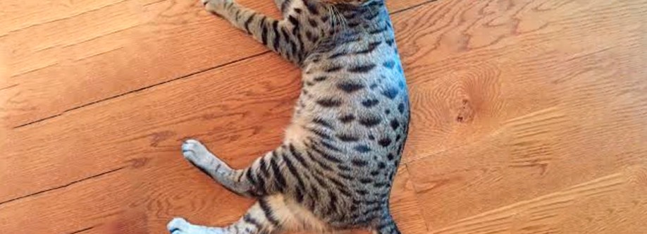 Belle Hollow Farms and Exotics Cover Image