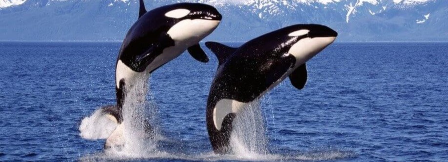 Sharono Connell Cover Image