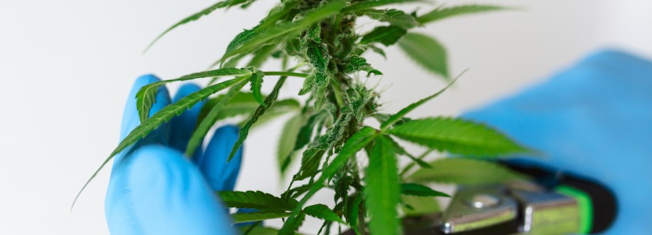 Ezmed Card Cover Image