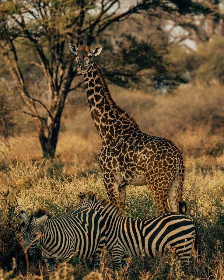 Discover Tarangire National Park: A Hidden Gem of Tanzania with Msangai Adventure Safaris | by msangaiadventure | Aug, 2024 | Medium