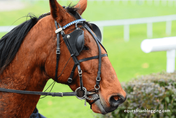 Horse Blinders: Why do horses wear blinkers? - Equestrian Blogging