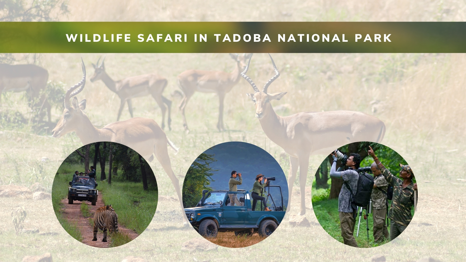 The Ultimate Guide to Wildlife Safari in Tadoba National Park – Waghoba Eco Lodge
