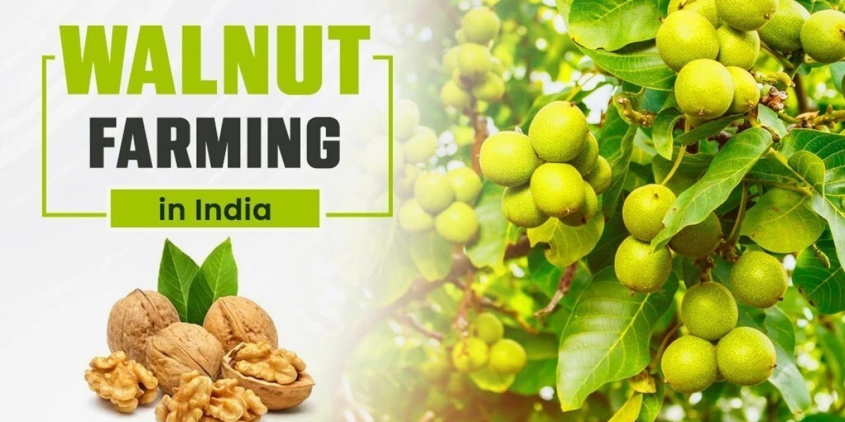 Steps of Walnut Farming in India