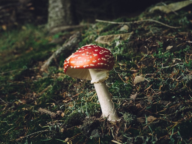 The Incredible Advantages of Mushroom Eating – Site Title