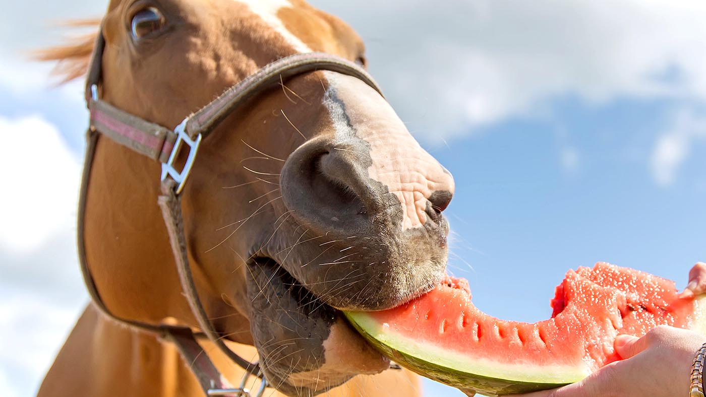 Can Horses Eat Watermelon Rinds: A Guide for Horse Owners - Equestrian Blogging
