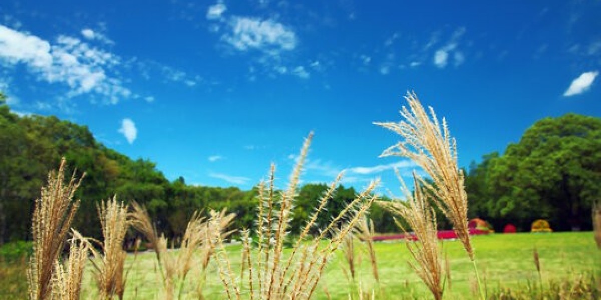 Most Popular RC Plane Models: Bausatz Modellflugzeug im Fokus