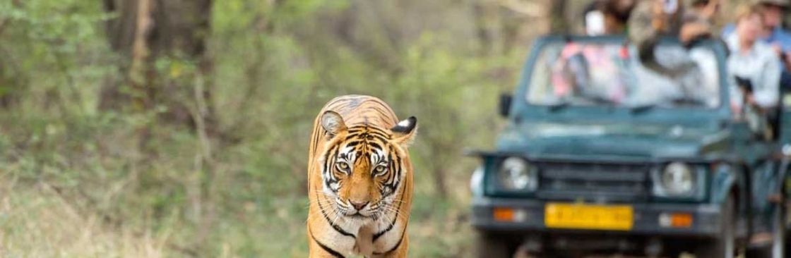 BigCat Jungle Safari Cover Image