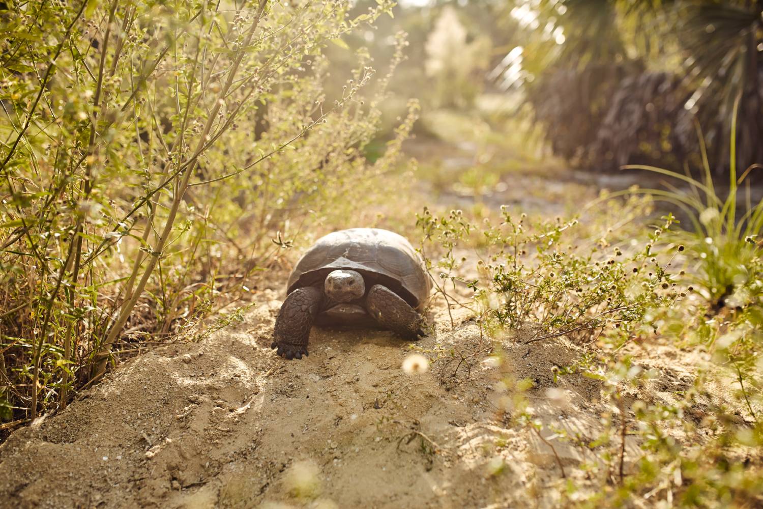 Gopher Tortoise Permitting and Relocation - IVA Environmental Services