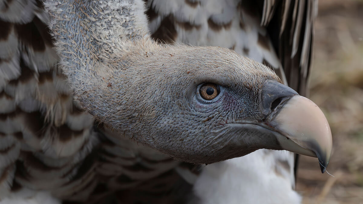 Great Migration Safari Kenya | Kenya Photography Safar Tours