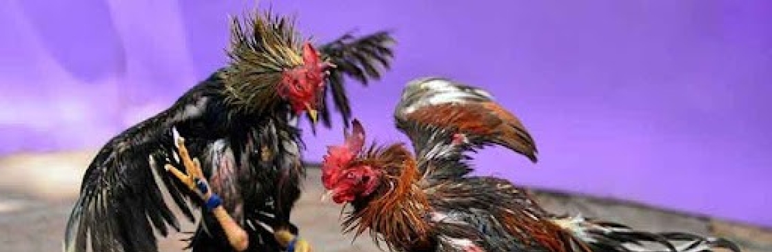 Đá Gà Trực Tiếp Thomo Cover Image