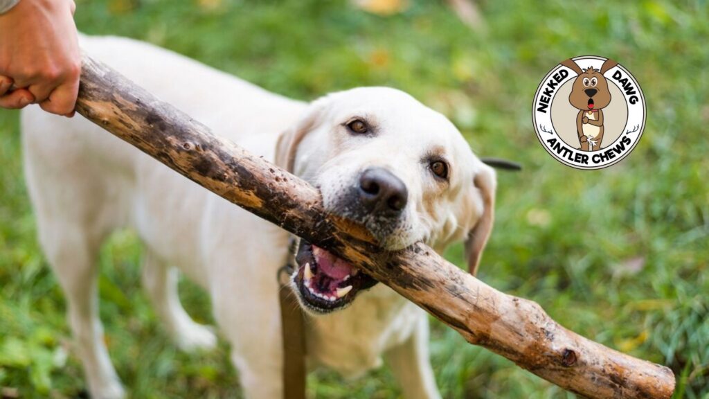 Premium Antler Dog Chews: The Best Chewing Antlers for Dogs - GAMESBAD BLOG