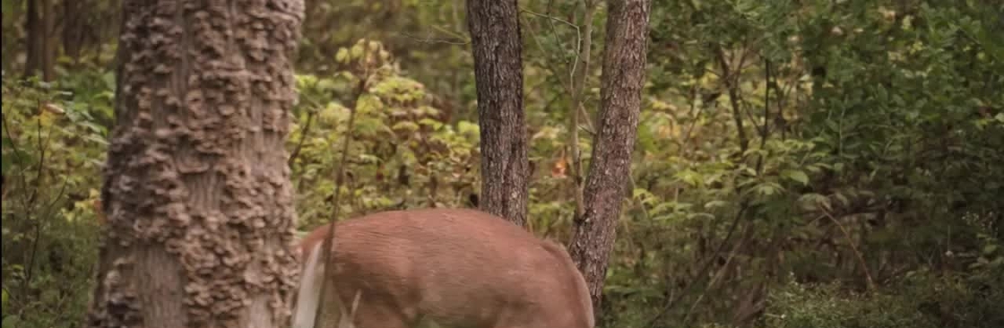 Deer Guys Cover Image