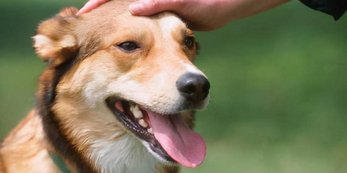 Behind the Bottle: What Makes a Dog Itch Relief Spray Truly Effective?