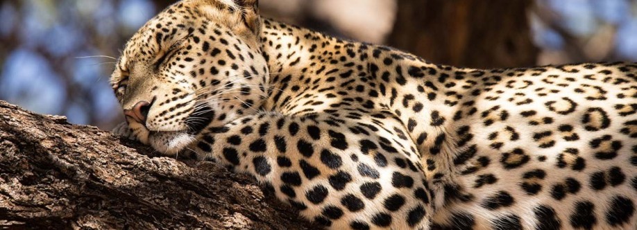 The Safari Collection Cover Image