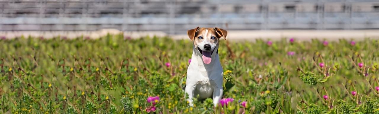 Comment aider un chien aveugle - Echo Blinddog