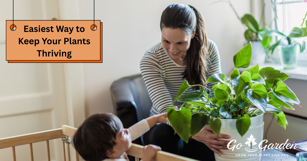 Best Plant Food Sticks in India – Easy Plant Care