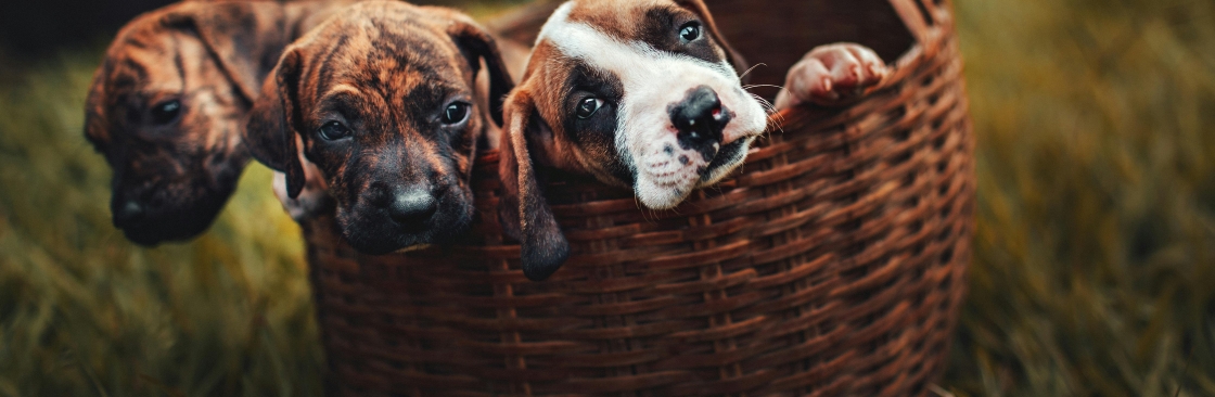 Bully Puppies for Sale in Connecticut Cover Image
