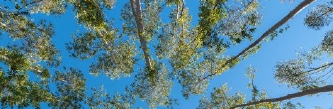 Artmires Forestry Cover Image