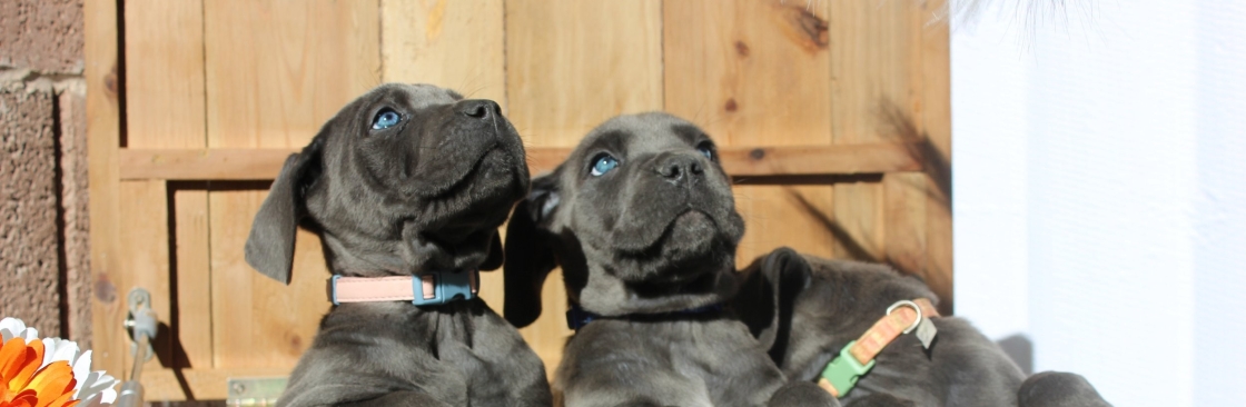 TezTope Cane Corsos Cover Image