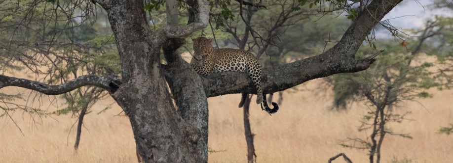 Best Time to Visit Tanzania Cover Image