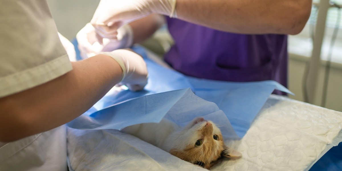 Discover the Best Pet Veterinary Clinic in Qatar