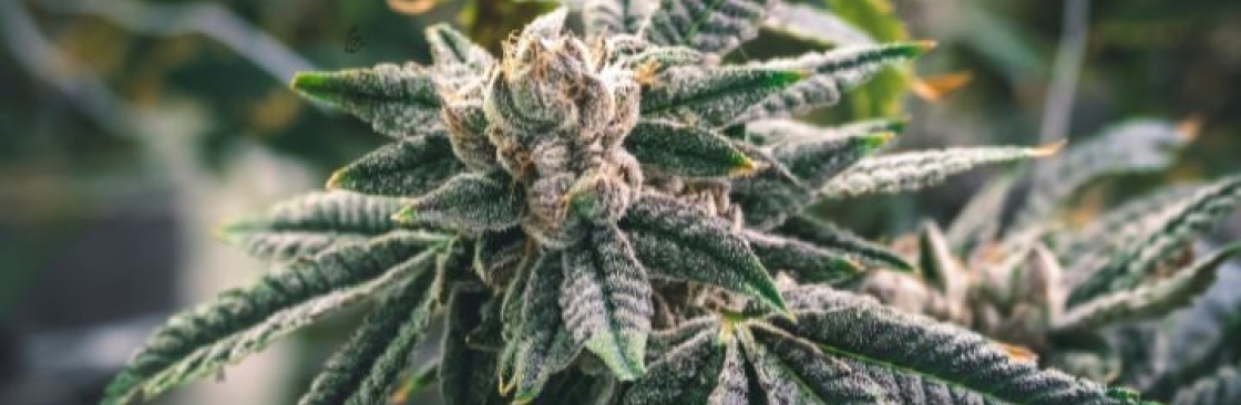 8th Kingdom Cover Image