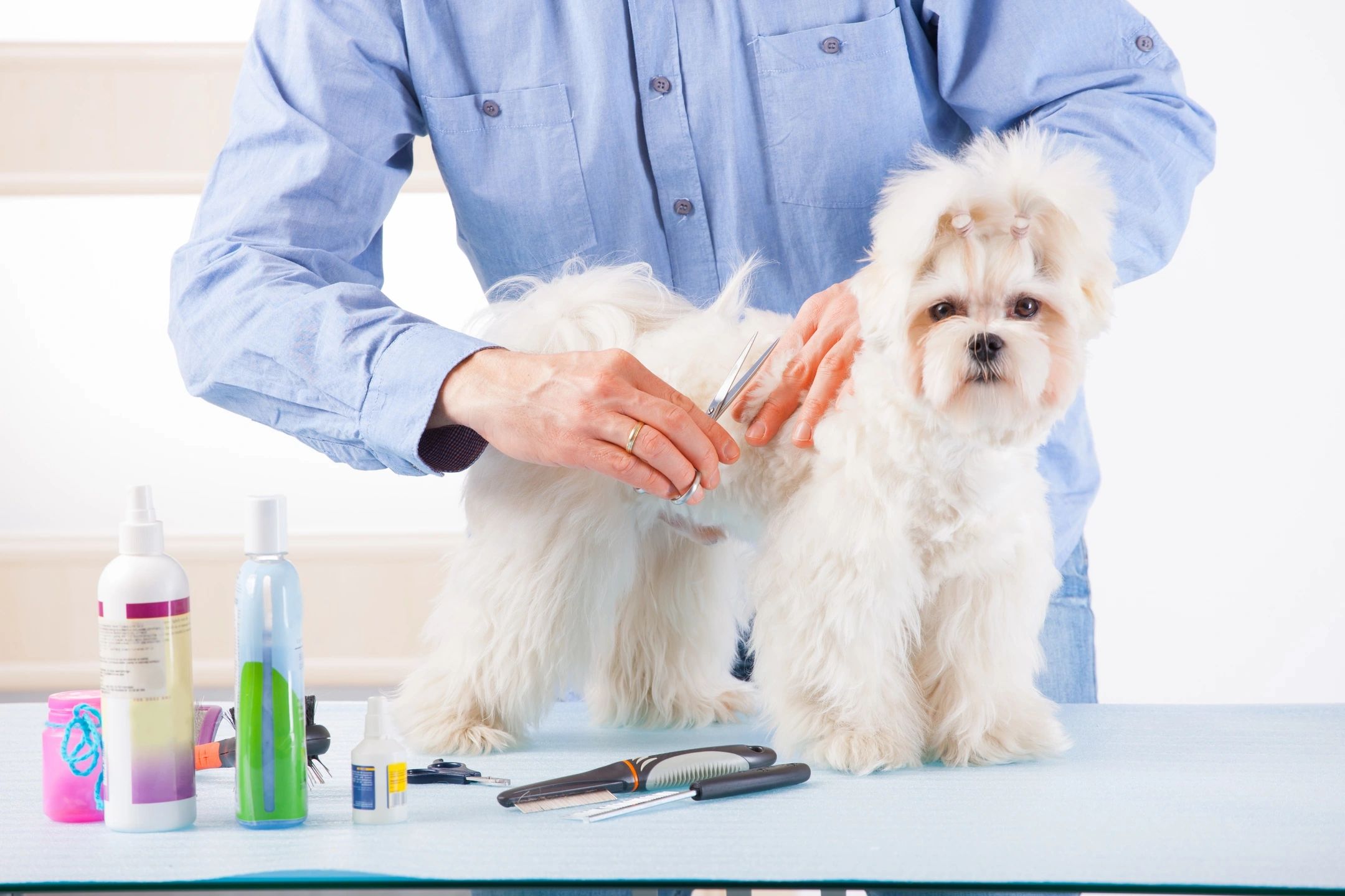Pet Grooming Fun: Tips for a Happy Experience