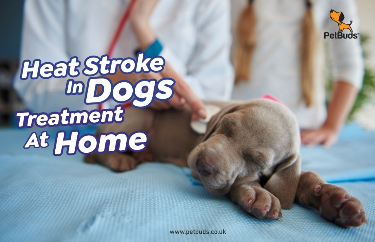 Heat Stroke In Dogs Treatment At Home  – PetBuds