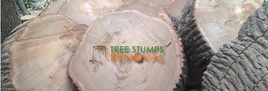 Expert Tree Surgeon & Stump Removal in Surrey