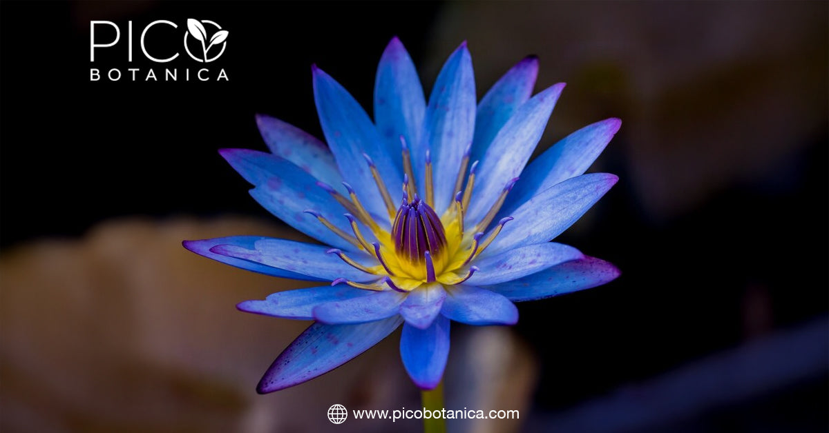 Blue Lotus Tea in Modern Herbalism and Holistic Health– PicoBotanica