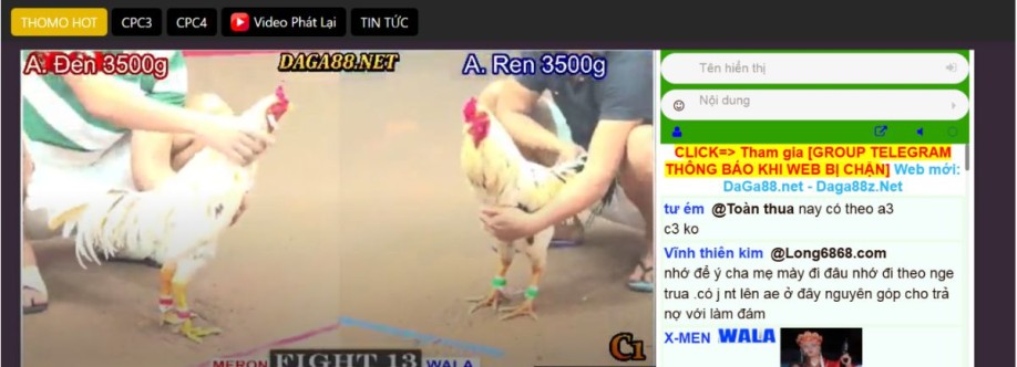 Thomo88 Trải Nghiệm Đá Gà Đỉnh Cao Cùng Live Thomo Mỗi Ngà Cover Image