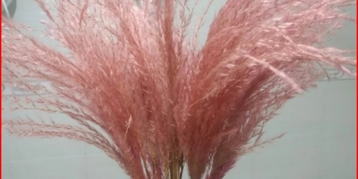 Jasmineflower.cn Launches Premium Dried Pampas Collection