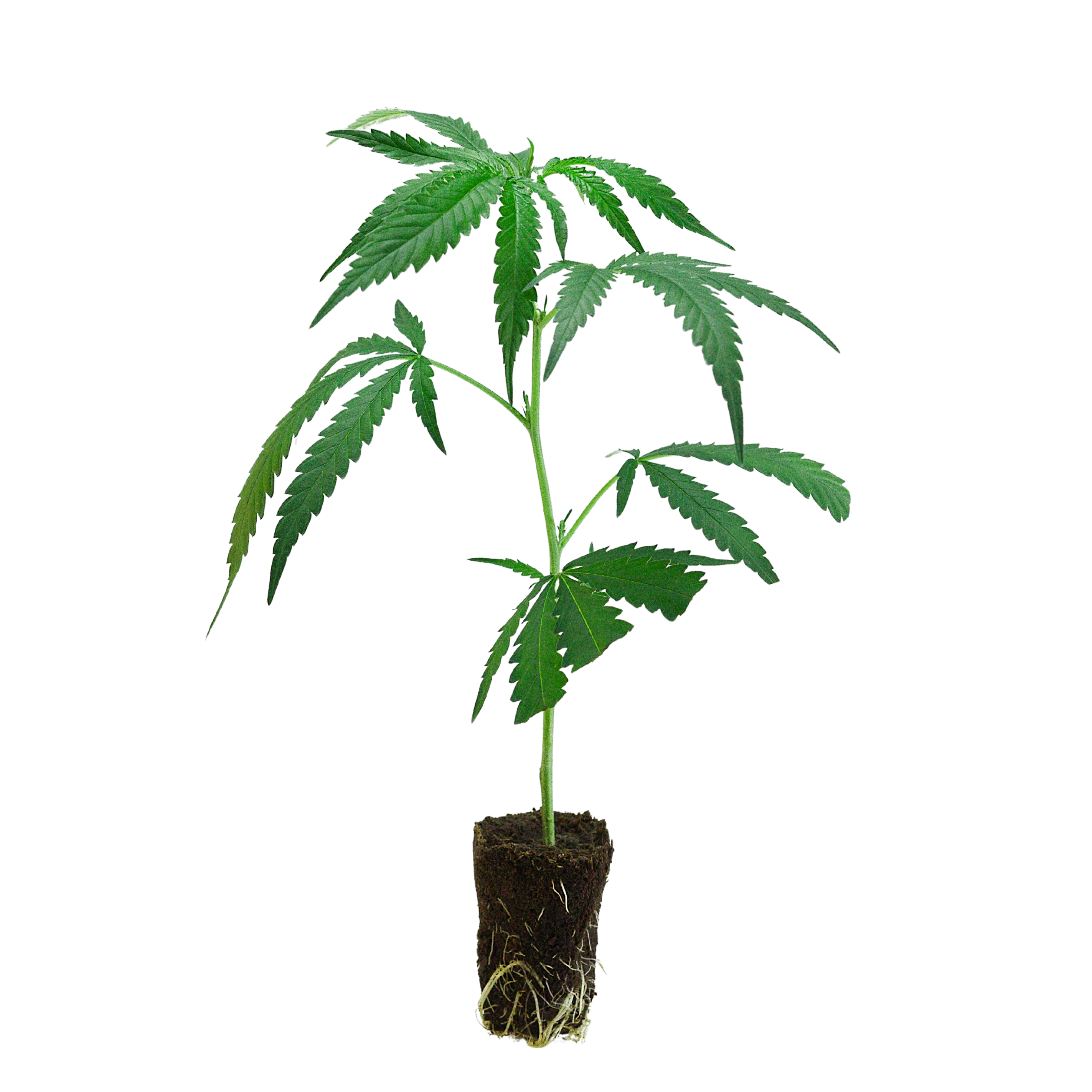 Cannabis Stecklinge & Samen kaufen | Premium Online-Shop Deutschland