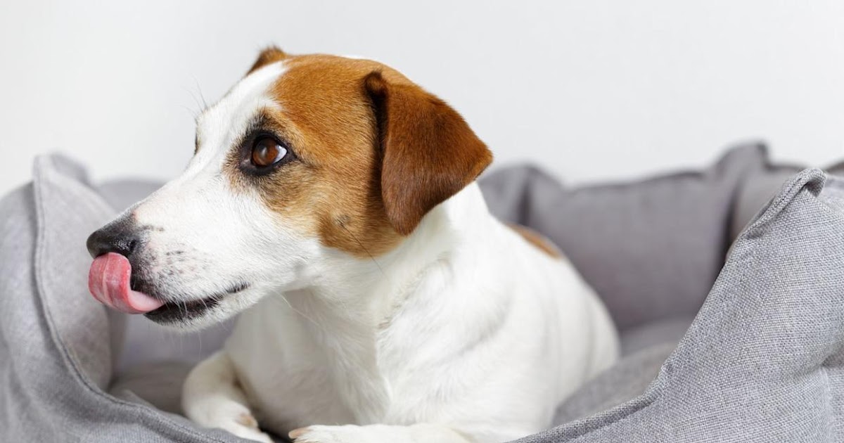 Why Do Dogs Lick Their Bed?
