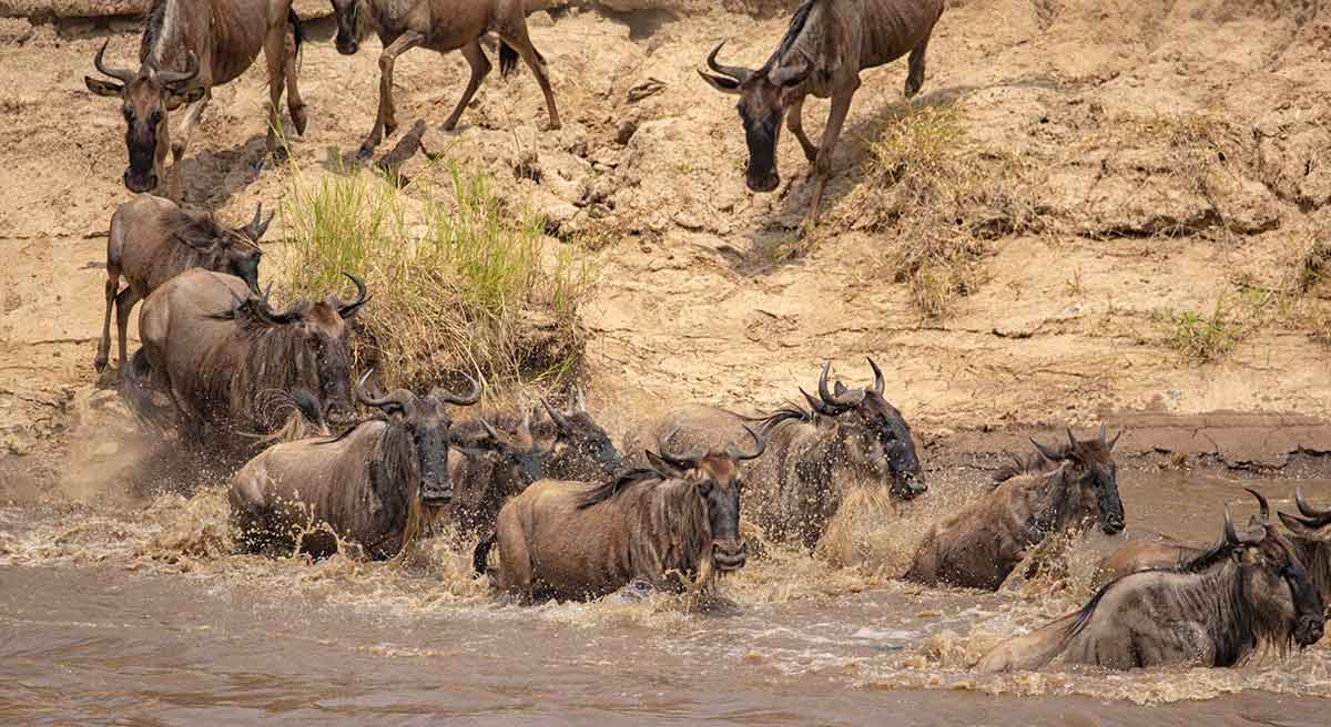 Tanzania Safari Tour 2024 | Book Popular Destinations in Tanzania