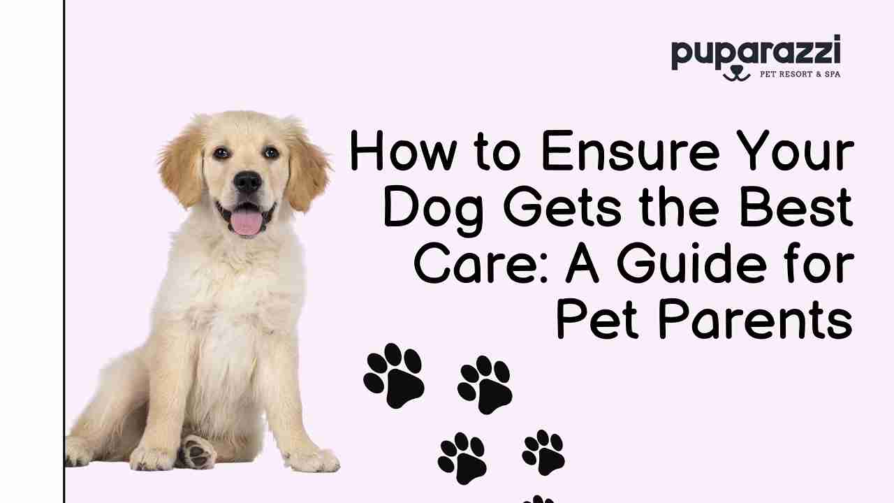 How to Provide the Best Care for Your Dog