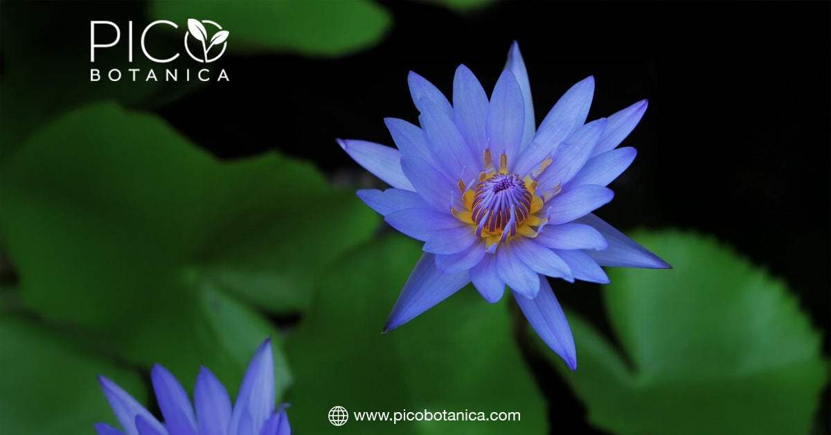 Blue Lotus Tea and Its Connection to Ancient Egyptian Spirituality– PicoBotanica