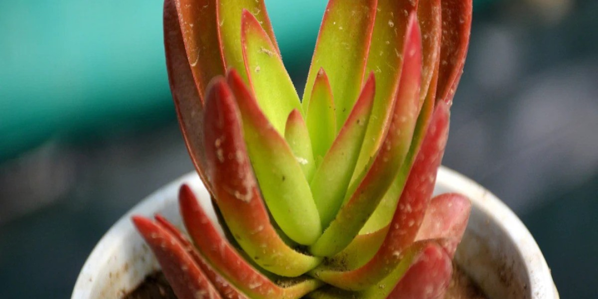Embrace Nature Indoors with Nainileaf: Your Destination to Buy Succulents Online Cheap