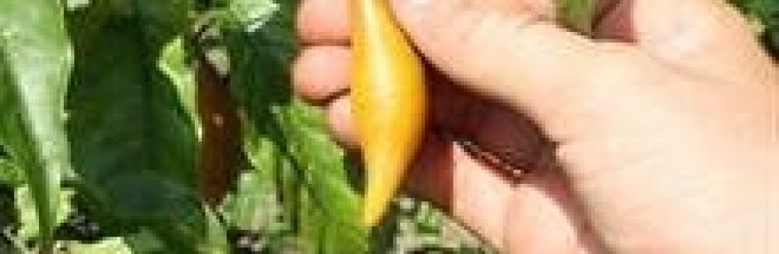 Iboga Tree Healing House Cover Image