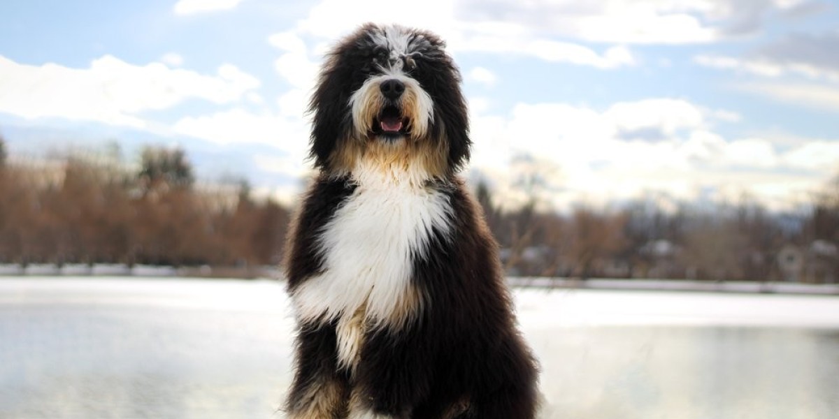 Families Love These Bernedoodle Breeding Programs for Good Reason