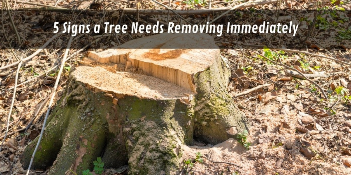 5 Signs a Tree Needs Removing Immediately