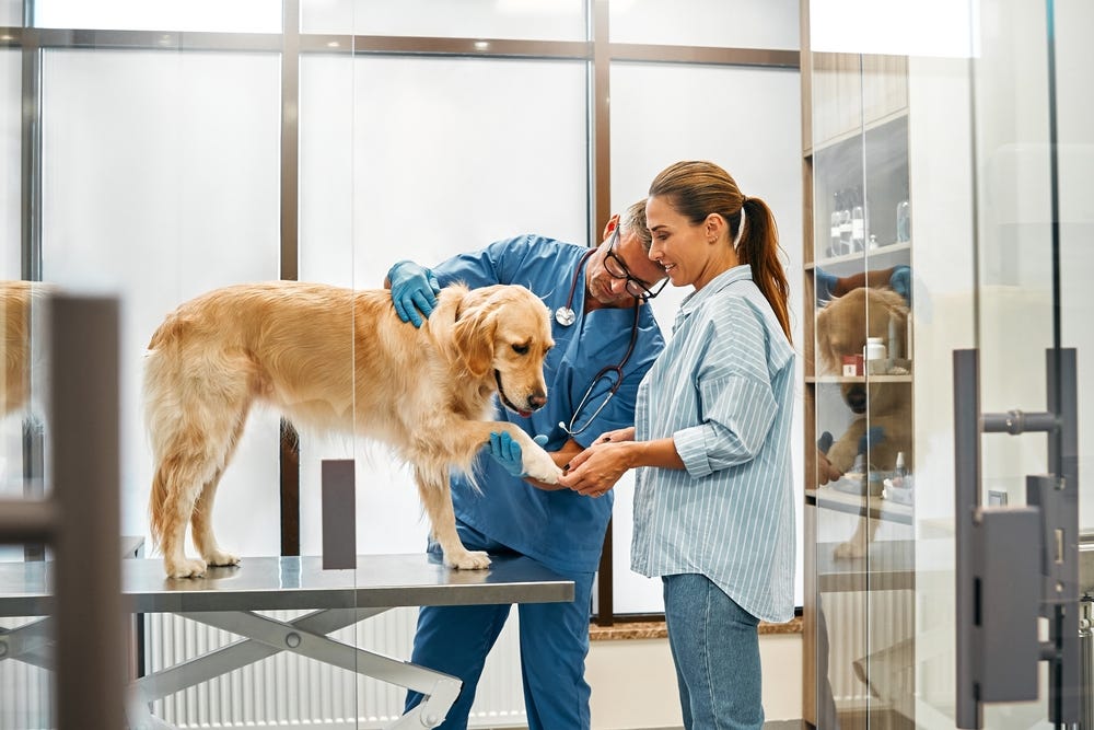 Pet Emergency Preparedness: Creating a Plan for Your Pet | by Silverado Veterinary Hospital | Medium